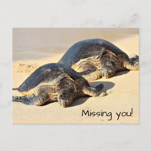 Hawaiian Sea Turtles Postcard