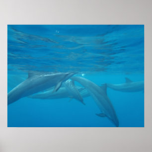 Hawaiian spinner dolphins underwater poster
