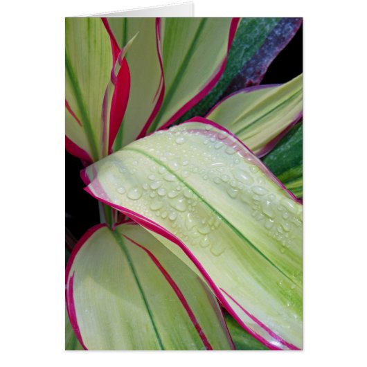 Hawaiian Ti Plant (Front)