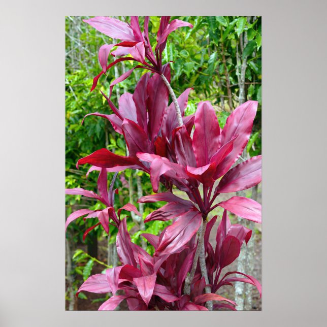 Hawaiian Ti Plant Poster (Front)