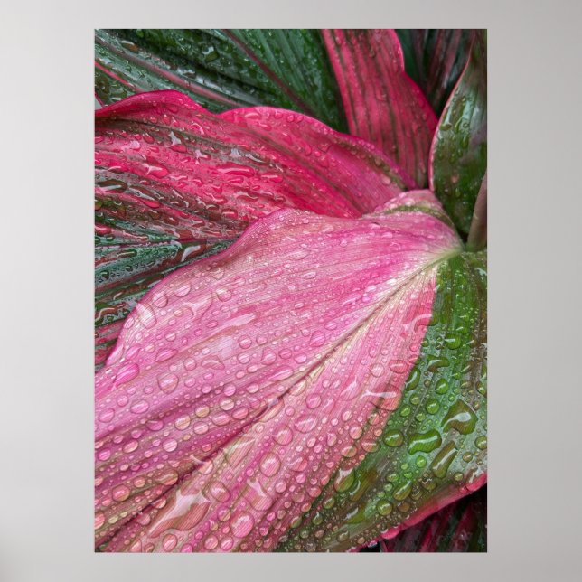 Hawaiian Ti Poster (Front)