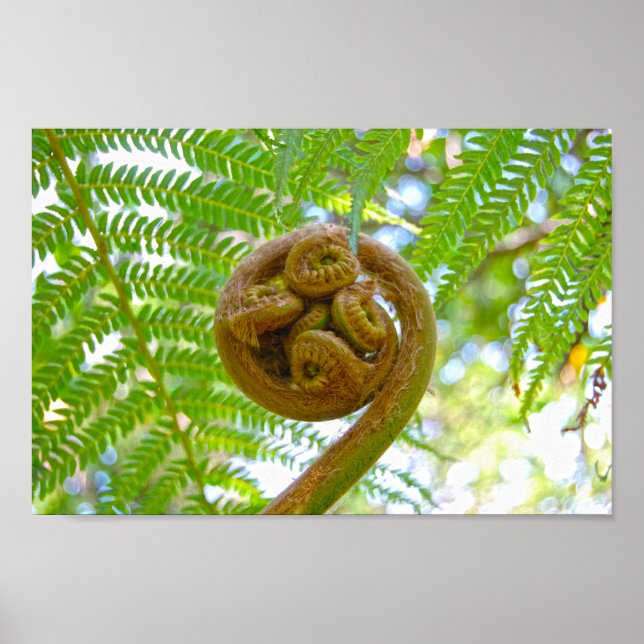 Hawaiian Tree Fern Frond Unfurling Poster (Front)