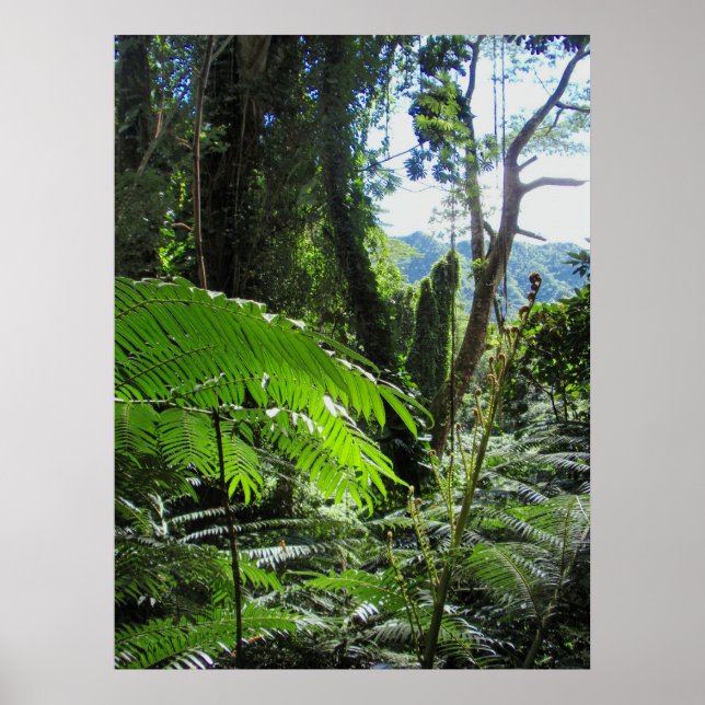 Hawaiian Tree Ferns Poster (Front)