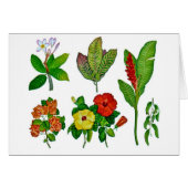 Hawaiian Tropical Botanicals (Front Horizontal)