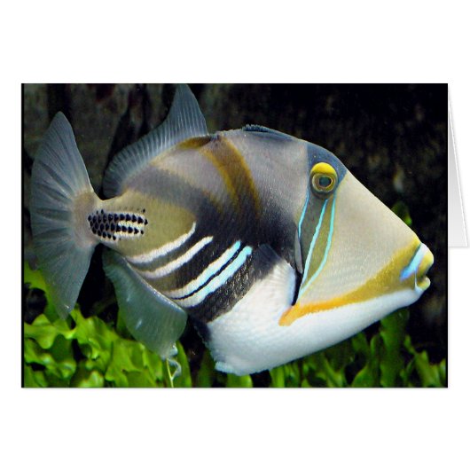 Hawaiian Tropical Fish Card (Front Horizontal)