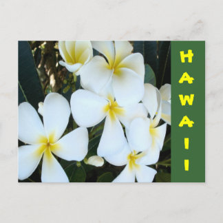 Hawaiian tropical flowers postcard