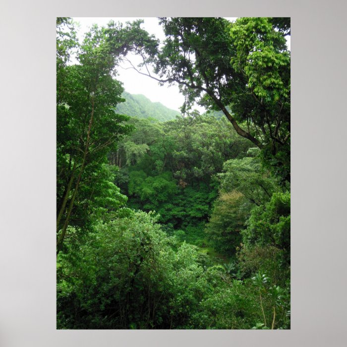 Hawaiian Tropical Rain Forest