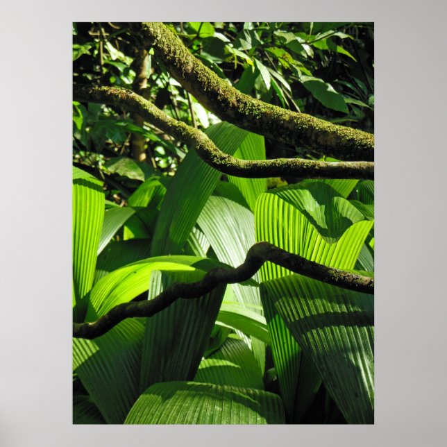 Hawaiian Tropical Rain Forest Poster (Front)