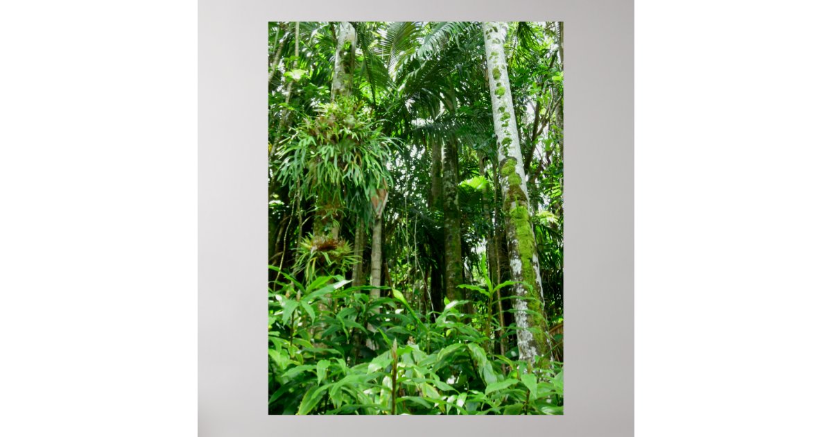 Hawaiian Tropical Rain Forest Poster | Zazzle
