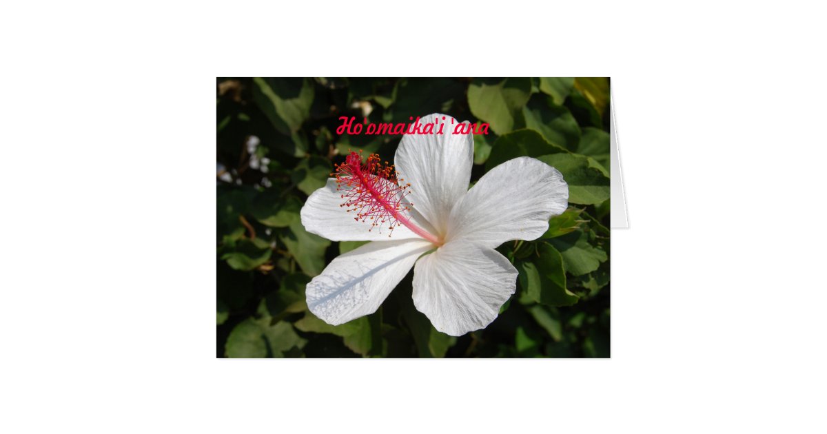 hawaiian wedding congratulations white hibiscus card business anniversary stickers