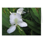 Hawaiian White Ginger Flower Cards