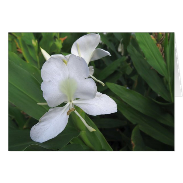 Hawaiian White Ginger Flower Cards (Front Horizontal)