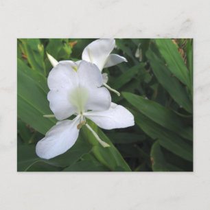 Hawaiian White Ginger Flower Postcard