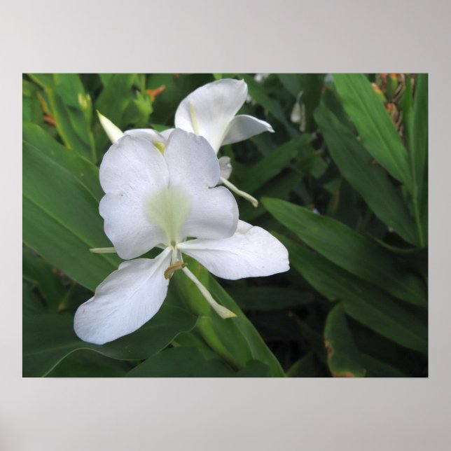 Hawaiian White Ginger Flower Poster (Front)