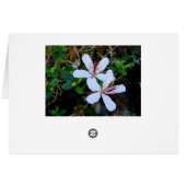 Hawaiian White Hibiscus Card (Back Horizontal)