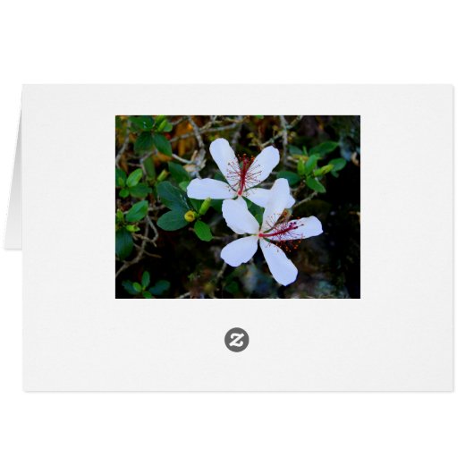 Hawaiian White Hibiscus Card (Back Horizontal)