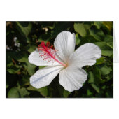 Hawaiian White Hibiscus Card (Front Horizontal)