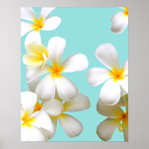Hawaiian white plumeria flower blue poster