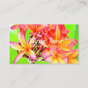 Hawaiian white plumeria flower pink business card