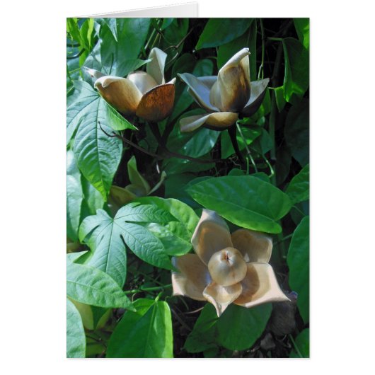 Hawaiian Woodrose (Front)