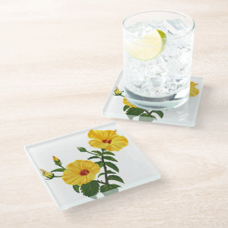 Hawaiian yellow hibiscus Botanical illustration Glass Coaster