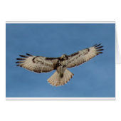 Hawk (Front Horizontal)