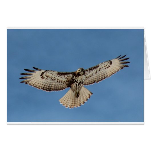 Hawk (Front Horizontal)