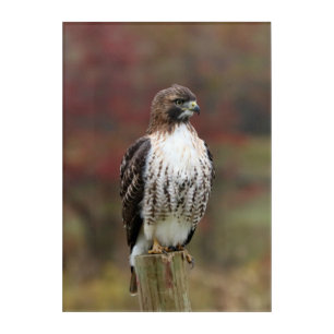 Hawk Acrylic Wall Art