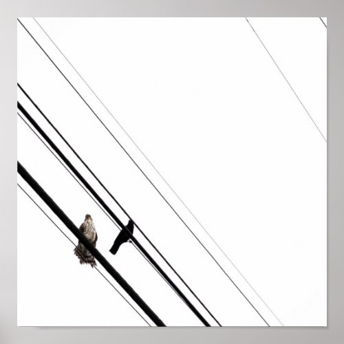 Hawk and Crow Powerlines Poster