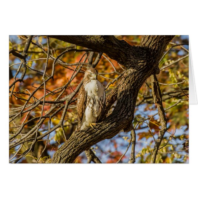 Hawk and Fall Foliage Cards (Front Horizontal)