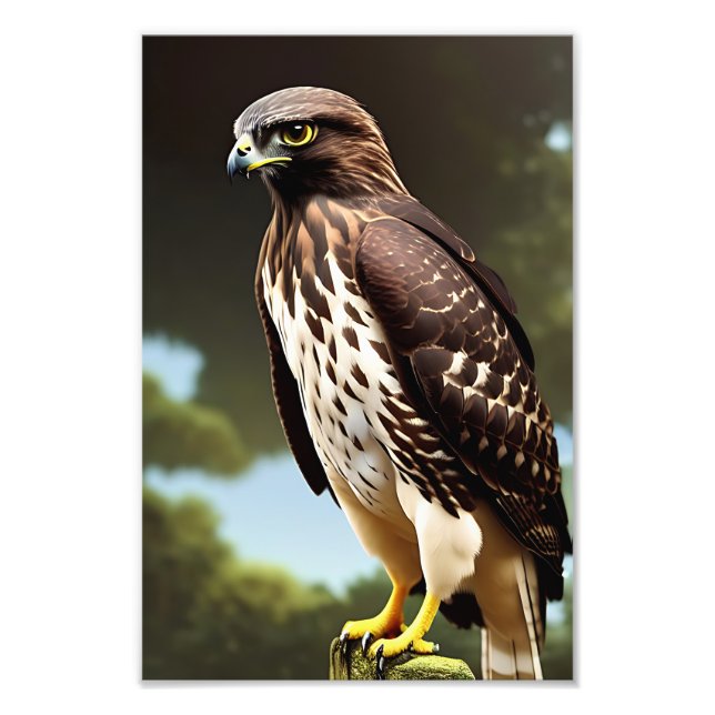 hawk art poster (Front)