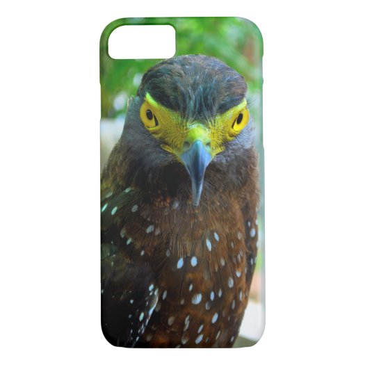 Hawk Bird