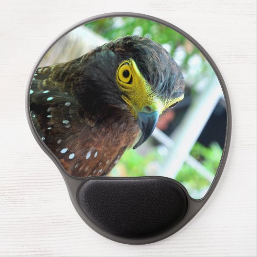 Hawk Bird