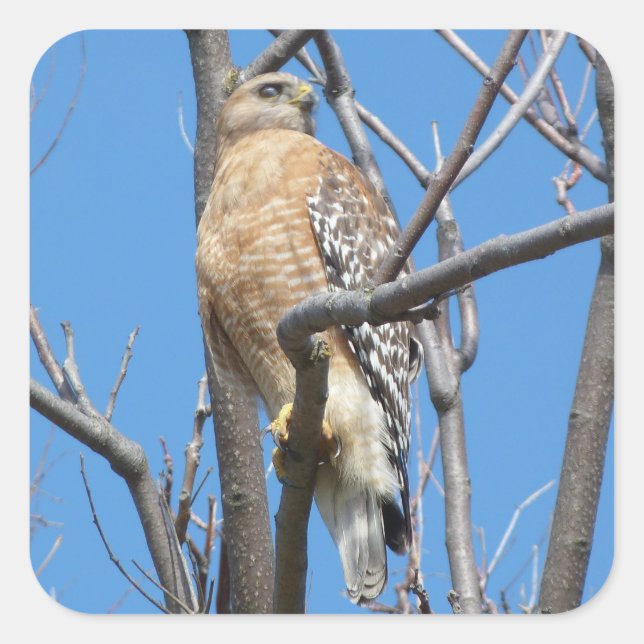 hawk, bird, prey bird, Cooper's hawk, nature Square Sticker (Front)