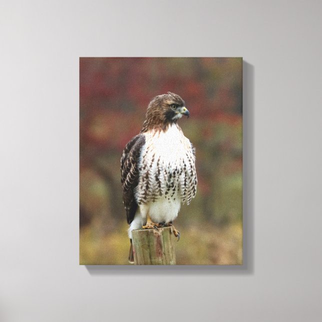 Hawk Canvas Print (Front)