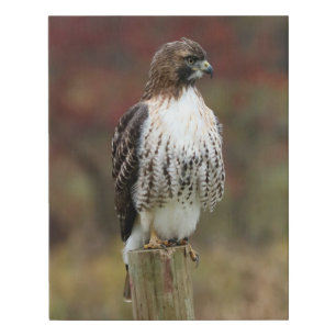 Hawk Canvas Print