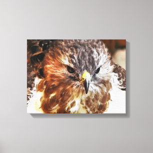 HAWK CANVAS PRINT