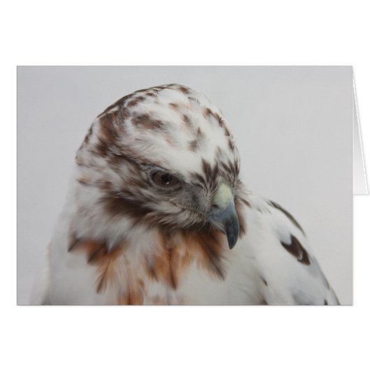 Hawk Card (Front Horizontal)