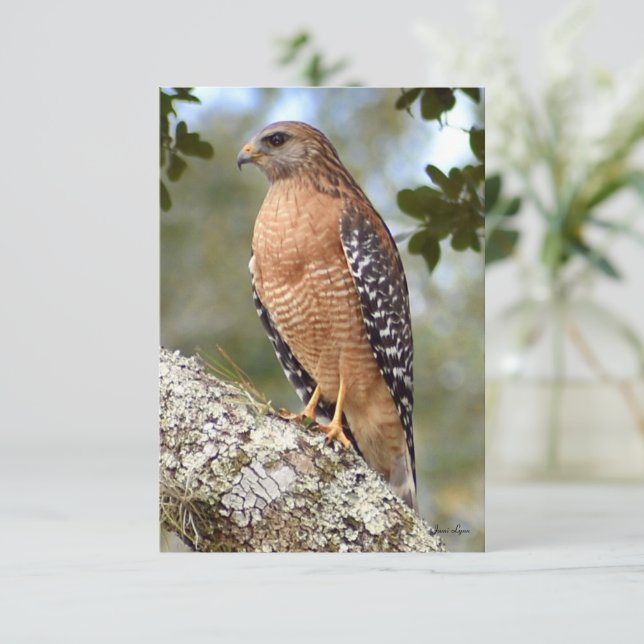 Hawk card Nature note card (Standing Front)