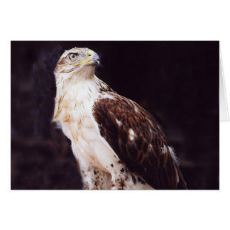 Hawk Cards