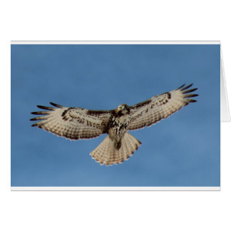 Hawk Cards