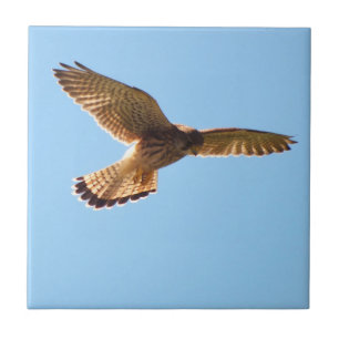 Hawk Ceramic Tile