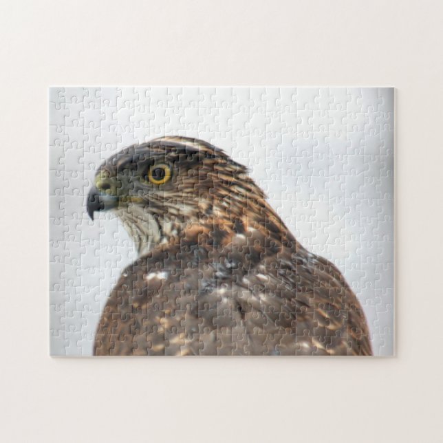 Hawk close up photo jigsaw puzzle (Horizontal)