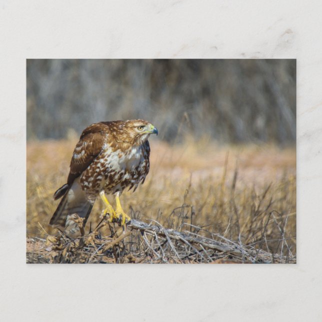 hawk  eye postcard (Front)