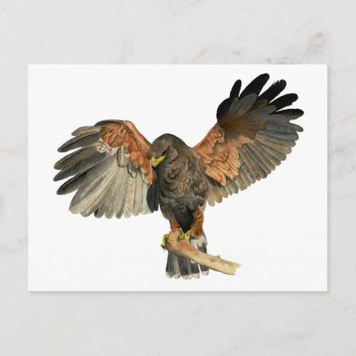 Hawk Flapping Wings Watercolor Painting Postcard