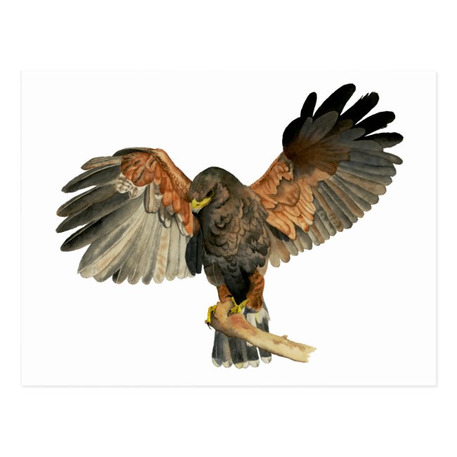 Hawk Flapping Wings Watercolor Painting