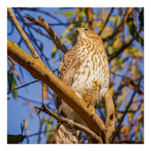 Hawk Glossy Poster Wildlife Raptor Wall Art