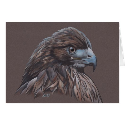 Hawk in Colored Pencil (Front Horizontal)