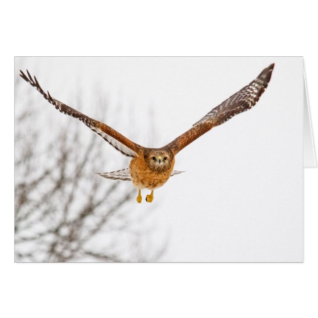 Hawk In Flight Cards (Front Horizontal)