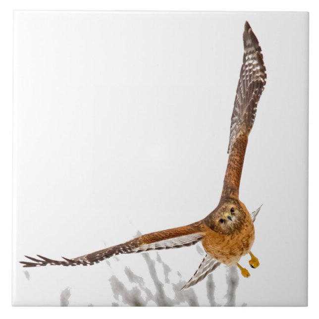 Hawk In Flight Ceramic Tile (Front)